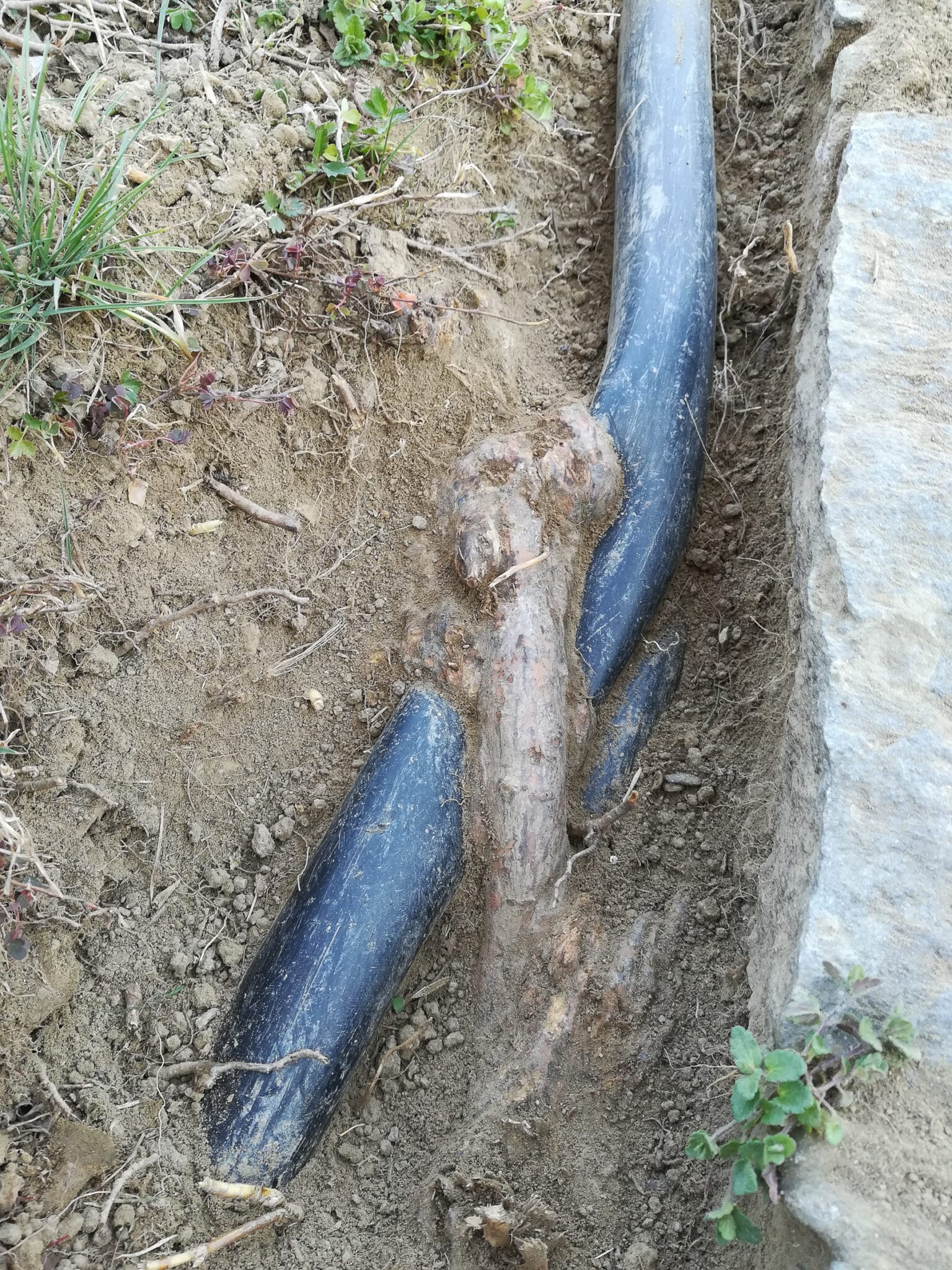 Repair Underground Pipes Damaged by Tree Roots.